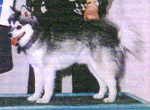 kokaks_tamarak2.jpg
