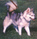 mikiyomik_nakit_alasco.jpg