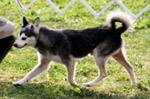 wild_wests_billy_the_kid2-parksOK2.jpg