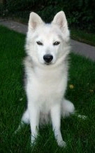 yukon_nakit_alasco2-DC-Birinyi.jpg