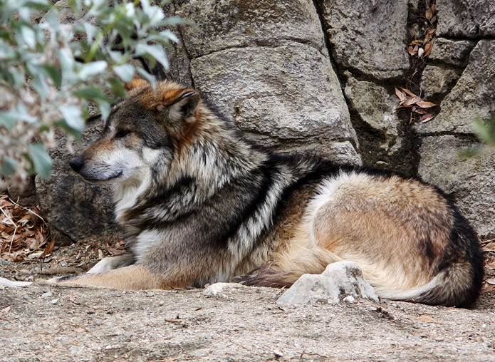 Coyote