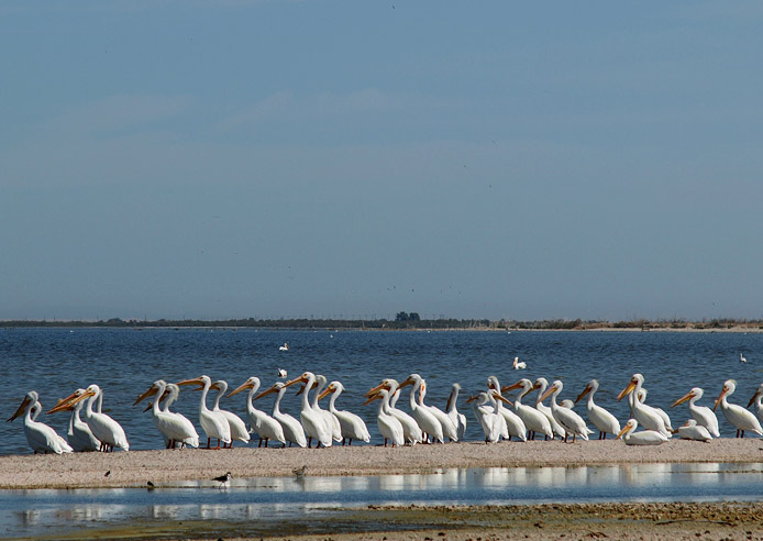 Bird Sanctuary