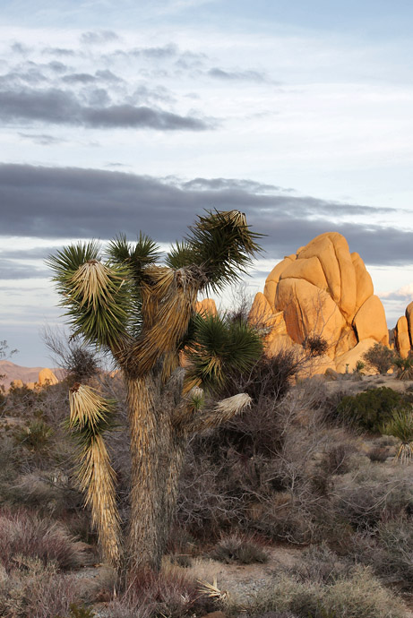 Joshua Tree
