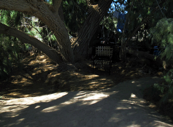 Under the Tree and Dreaming
