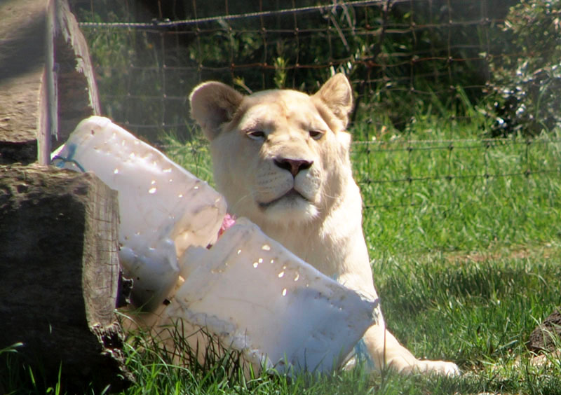 White lion