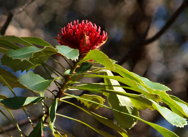 Waratah