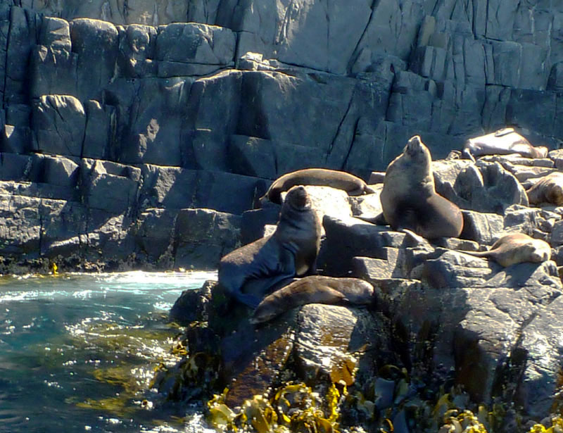 Australian Fur Seals