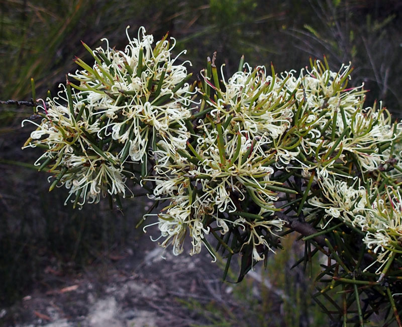 Hakea beside a pool