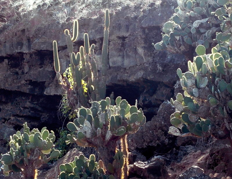 Cactus in a rocky inlet