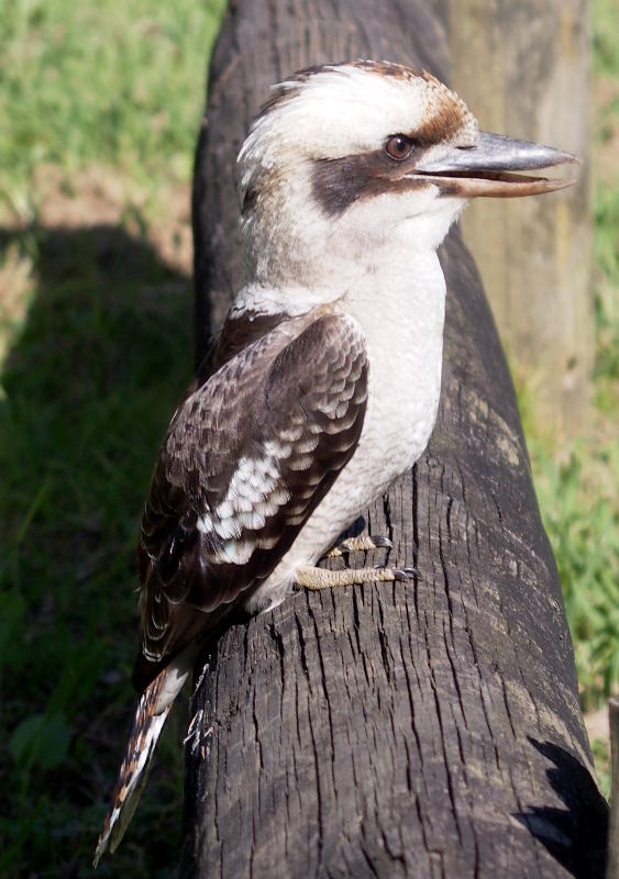 Kookaburra