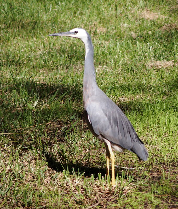 White-faced heron