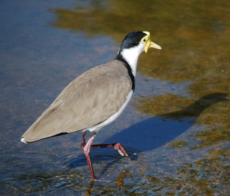 Plover