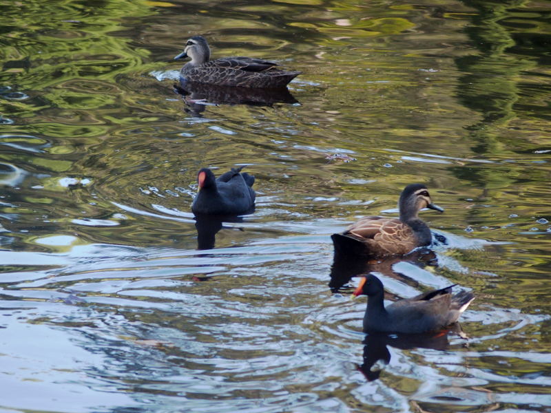 Well, two of them are ducks