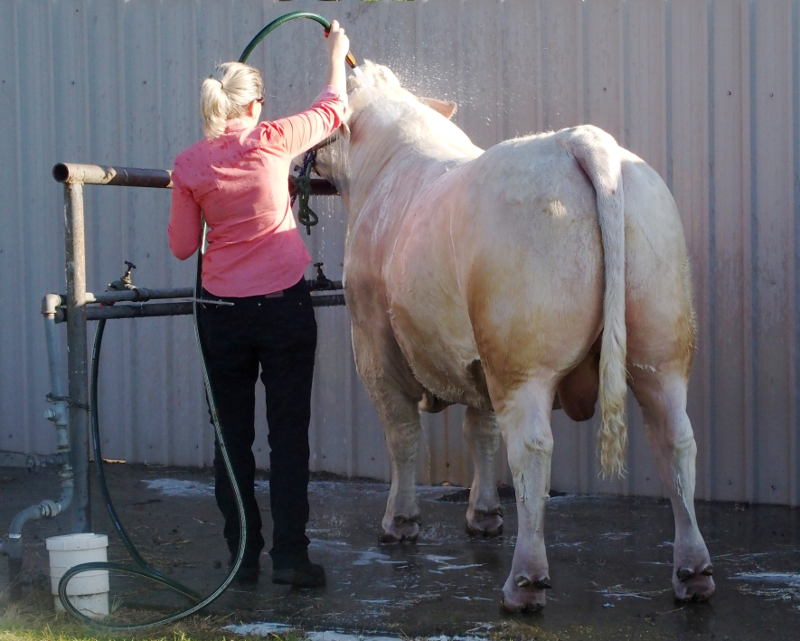 Blonde and Bull