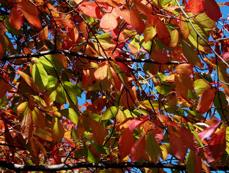 Autumn in the Sky