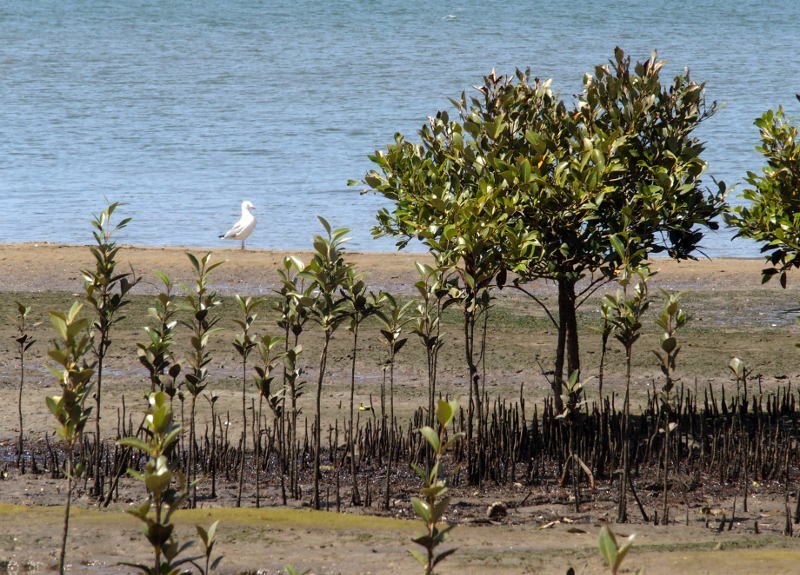 Iron Cove mangroves