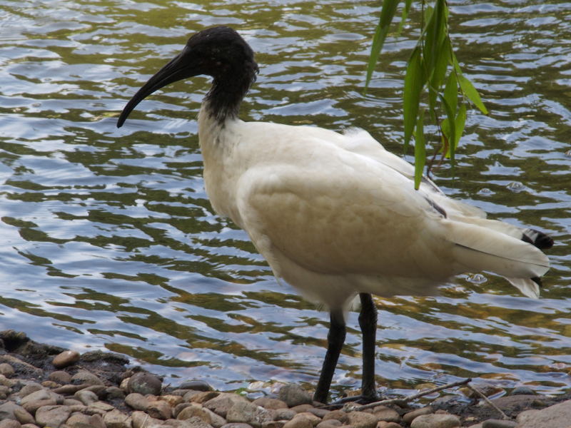 Ibis