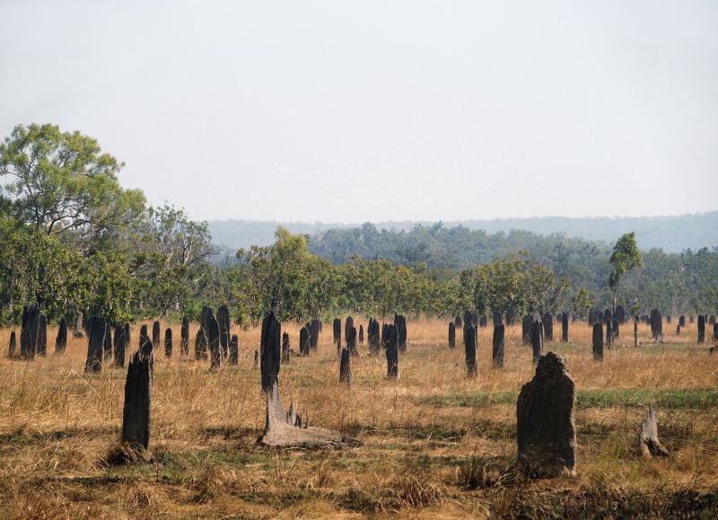 0128: Termite mounds