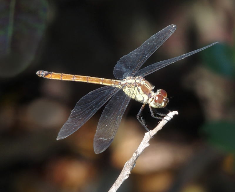 Dragonfly