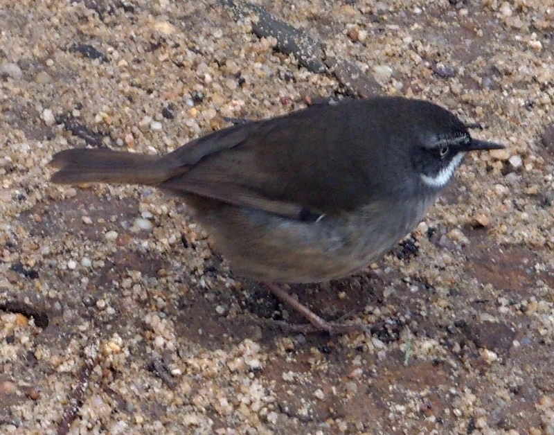 White-browed scubwren. Sericornis frontalis 