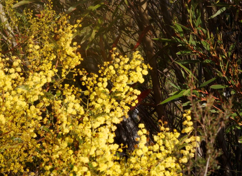 Mimosa pattern 1