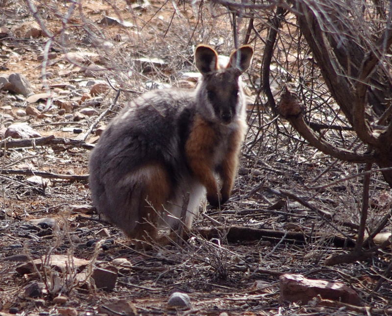 At a stop, just for photographing this wallaby