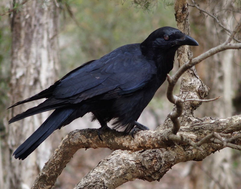 Young raven
