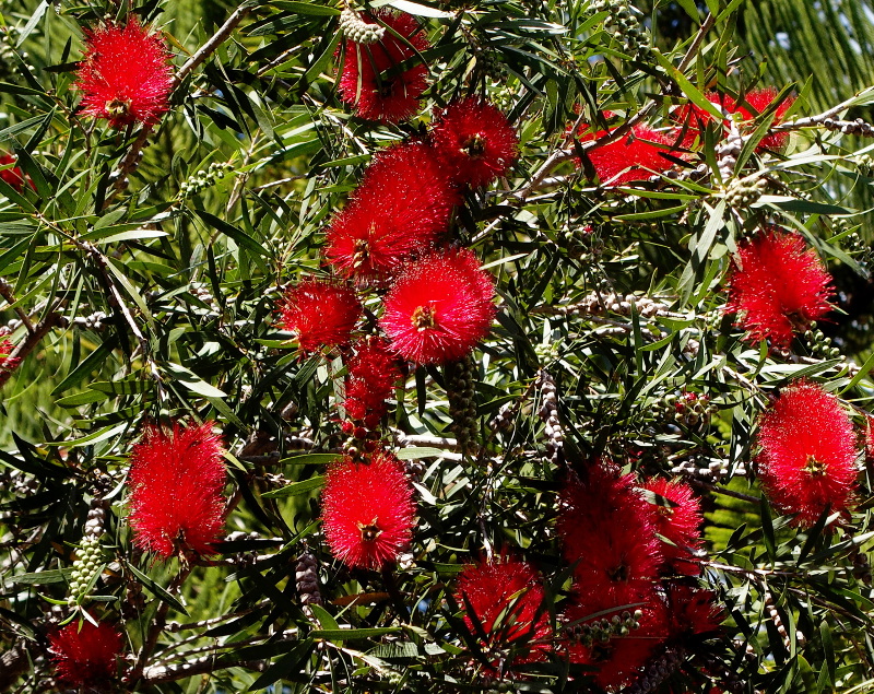 Bottlebrush