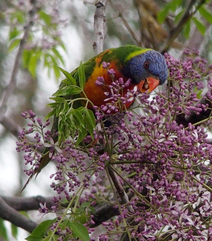 Lorikeet in my white cedar tree