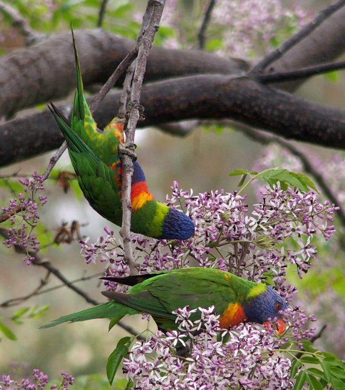 Lorikeets in my white cedar tree