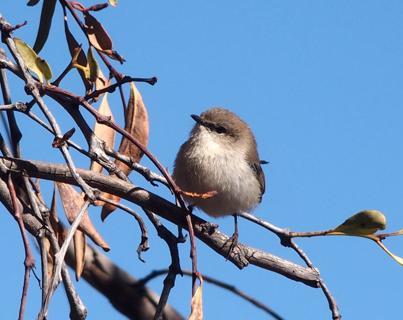 Wren