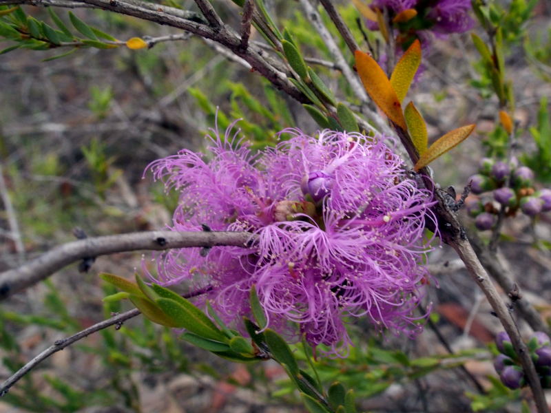  Melaleuca thymifolia