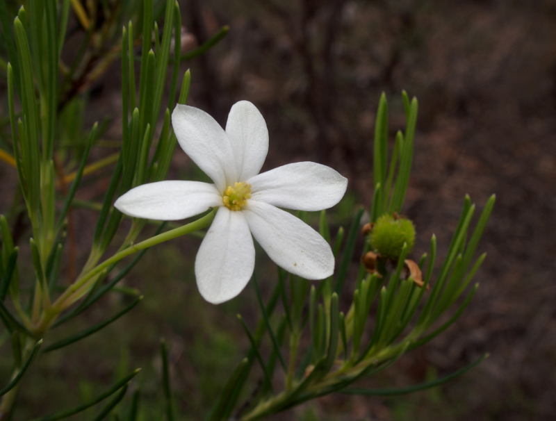 Ricinocarpos pinifolius