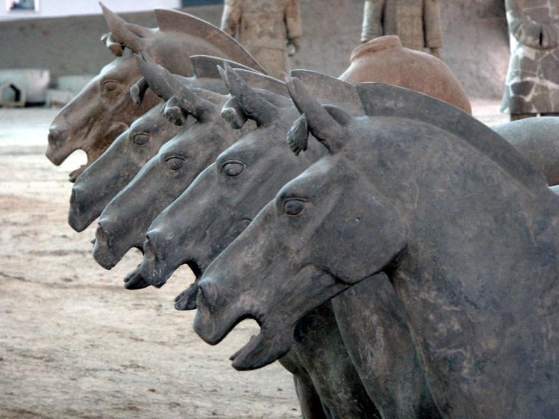 Cavalry horses waiting for riders