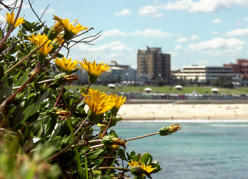 Gazanias