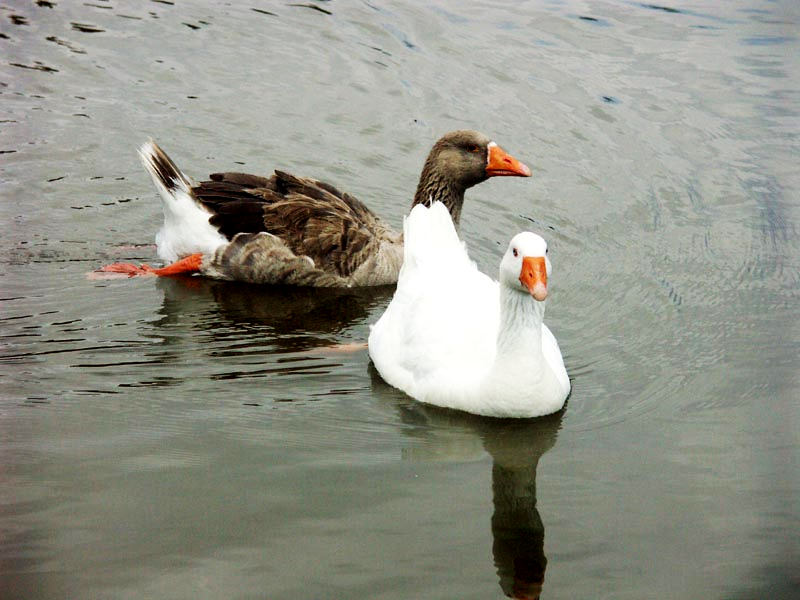 Two swimmers