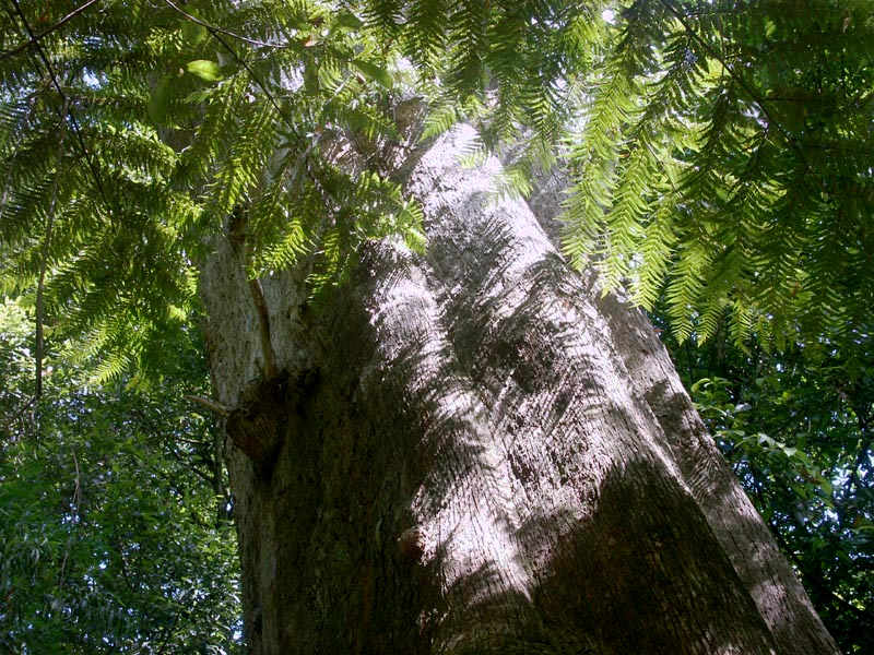 Giant Brown Barrel tree