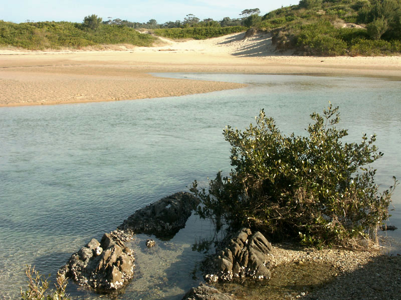 Mangrove
