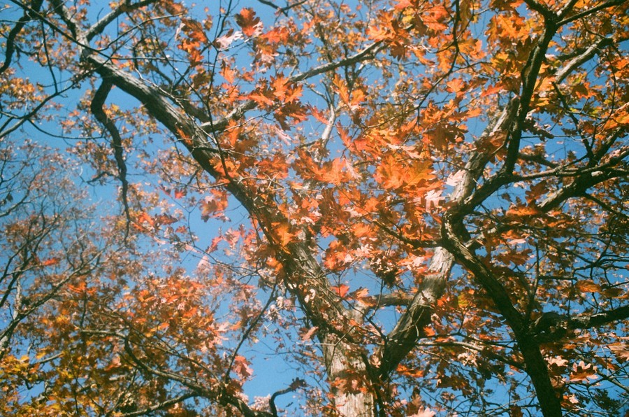 pellix024.JPG