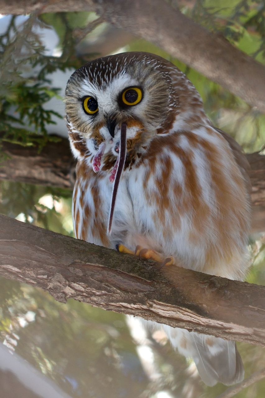 DSC_8338.JPG