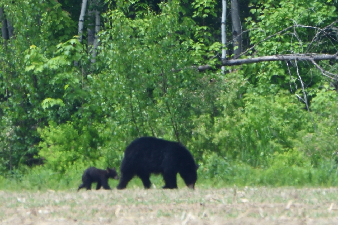 Ours noir