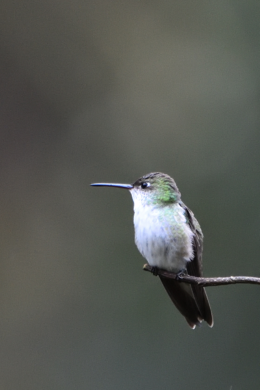 Ariane  ventre blanc - White-bellied Hummingbird