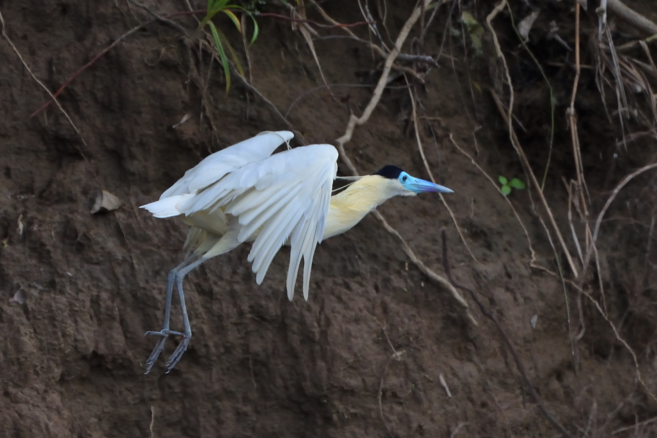 Hron coiff - Capped Heron