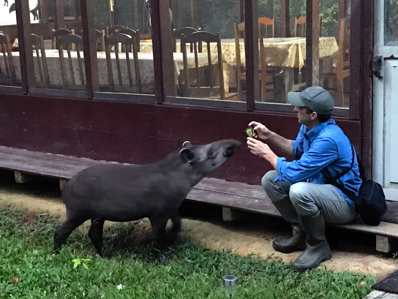 Tapir terrestre
