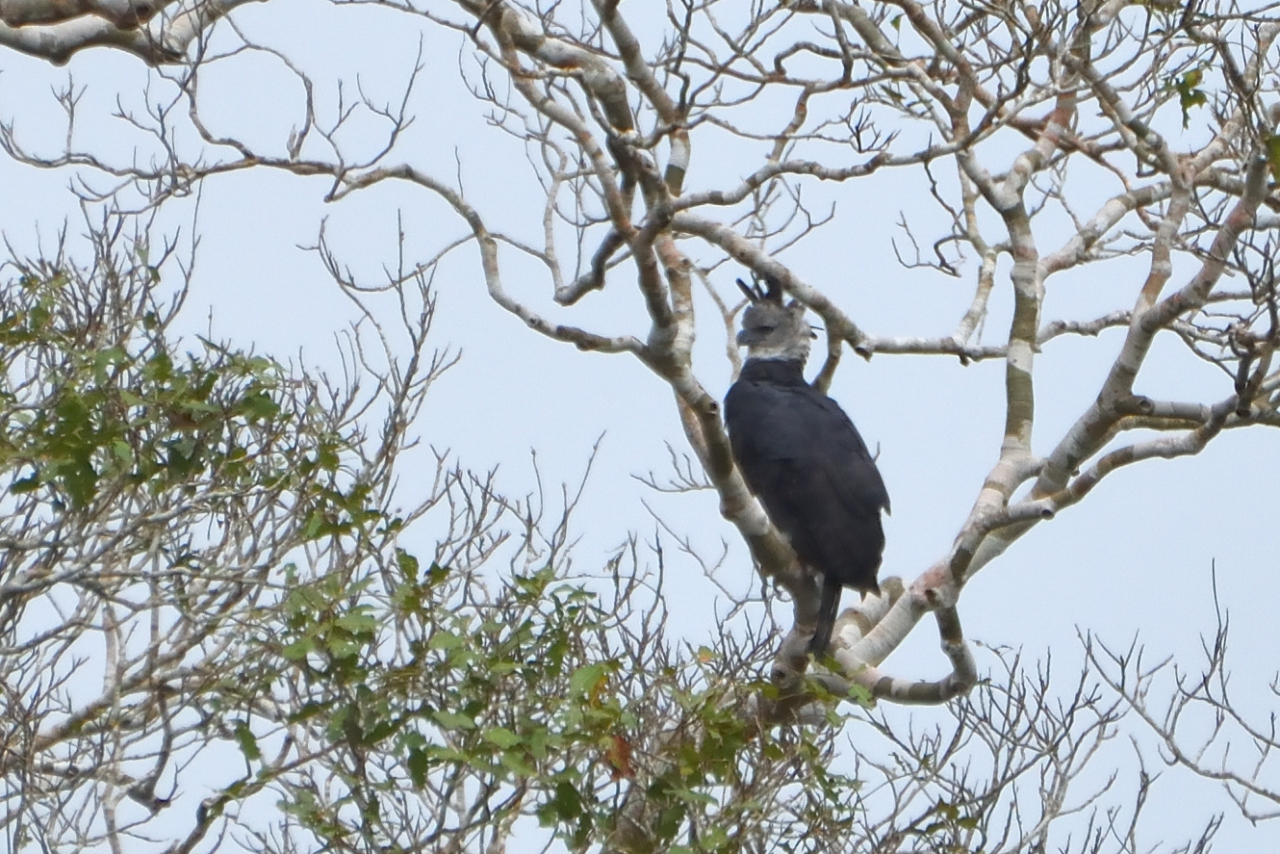 Harpie froce - Harpy Eagle