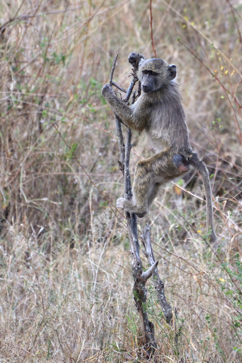 Babouin olive -  Olive Baboon