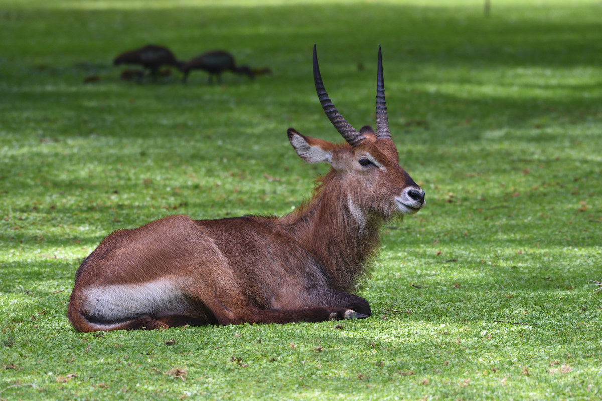 Antilope sing-sing - Waterbuck