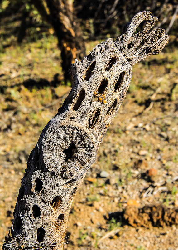 Teddy Bear Cholla cactus skeleton baked by the sun in the Sonoran Desert