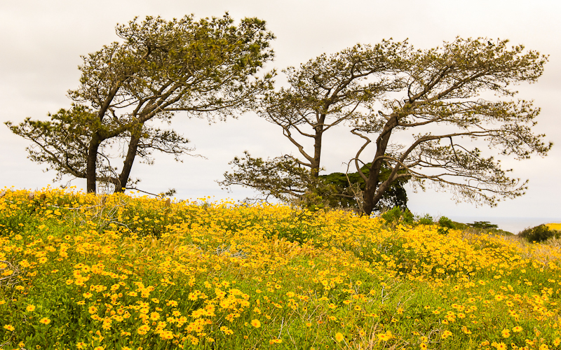 A field of Bush Sunflower in Cabrillo National Monument
