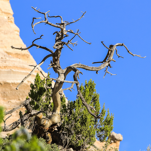 A twisted and tortured barren tree in Kasha-Katuwe Tent Rocks National Monument